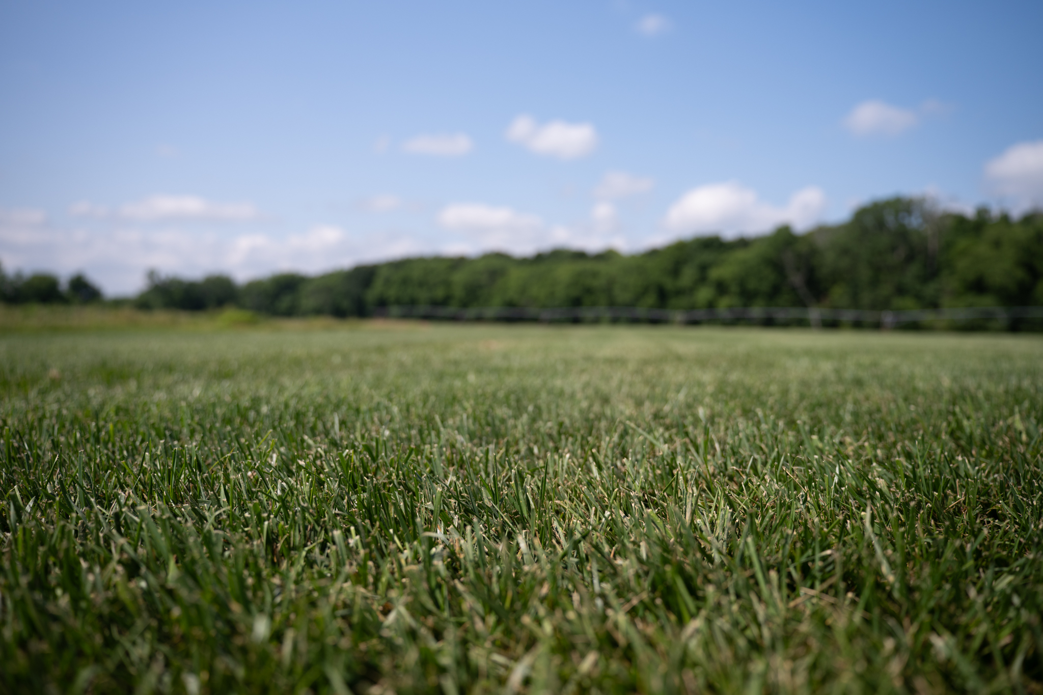 Close-up of fescue sod grown near Chattanooga and Ringgold for healthy, vibrant lawns.