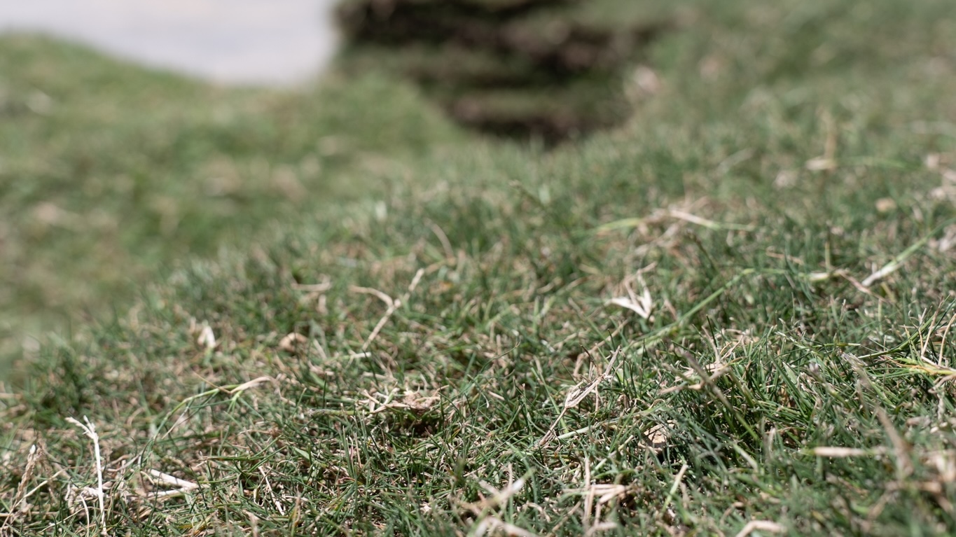 Close-up of newly installed sod showing early sod care steps in Chattanooga and Ringgold.