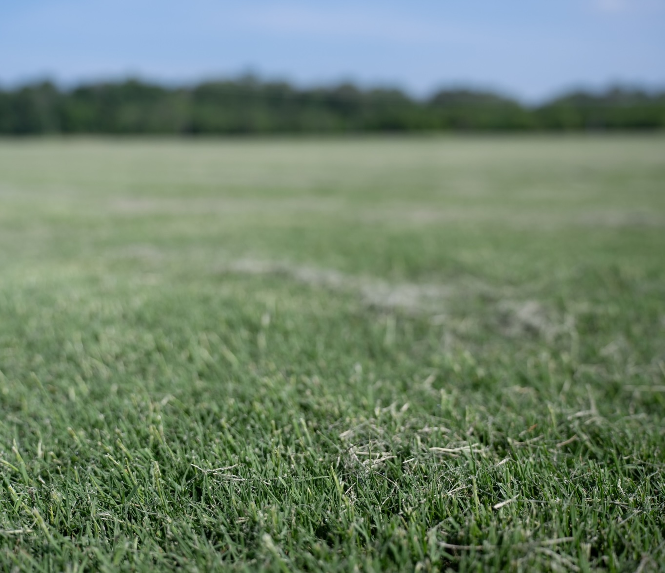 Close-up view of Bermuda sod grown near Chattanooga and Ringgold for healthy lawns.