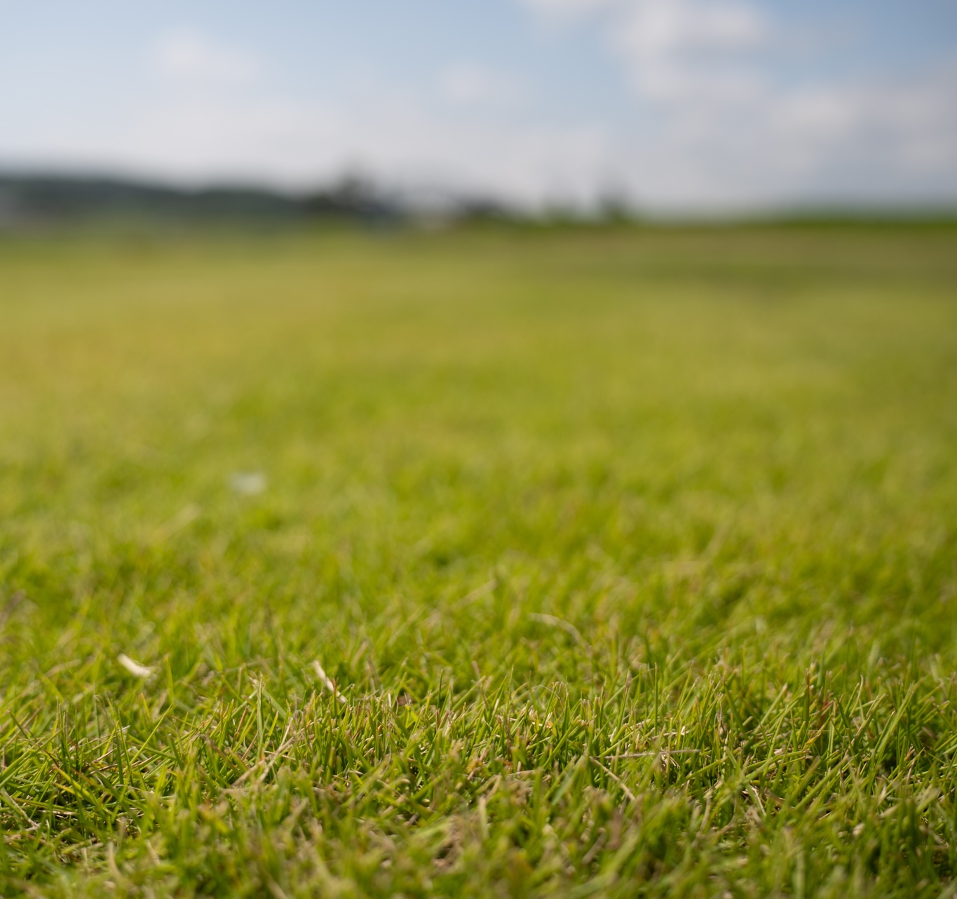 Zoysia sod growing in fields near Chattanooga and Ringgold for durable, healthy lawns.